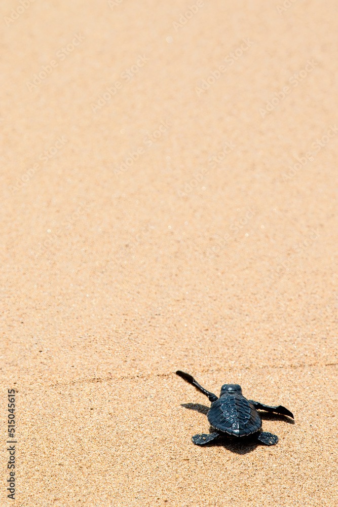 Save the Turtle Save the Turtle