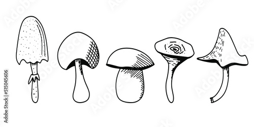 Set of doodle mushrooms. Doodle vector illustration