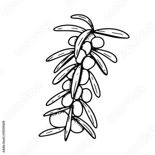 Sea buckthorn branch with berries and leaves. Doodle vector illustration on white background