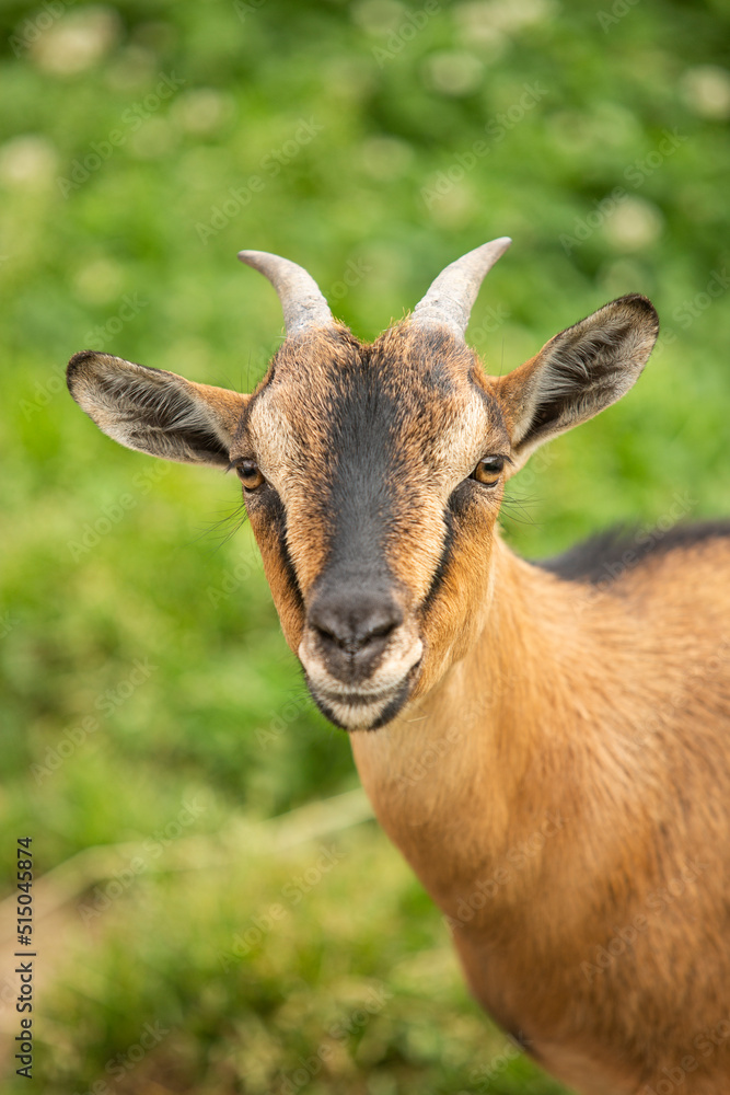 spanish brown goat looking at camera in meadow
