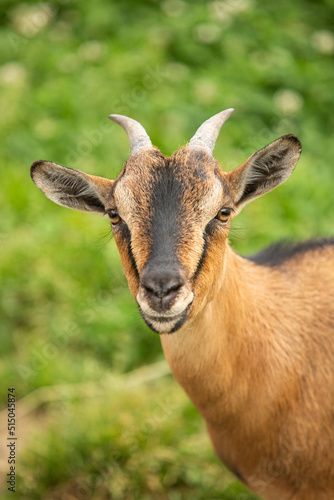 spanish brown goat looking at camera in meadow
