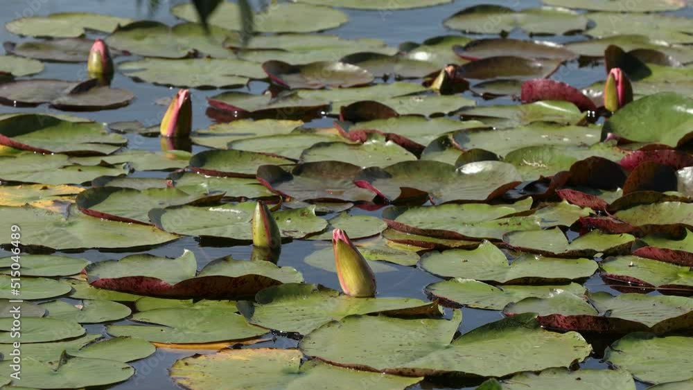 Lily in the city pond in summer Lily in the city pond in summer