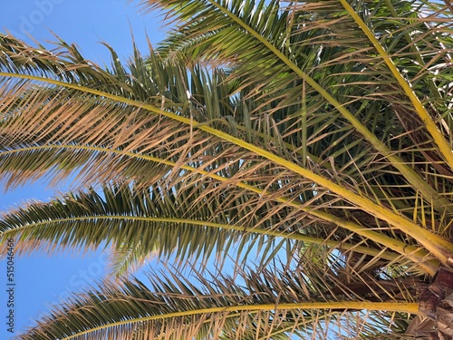 palma