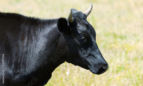 Cow portrait, beautiful animal on a background photo