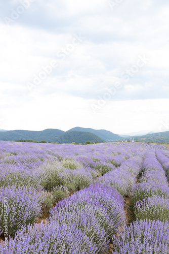 Blooming lavender field at sunset