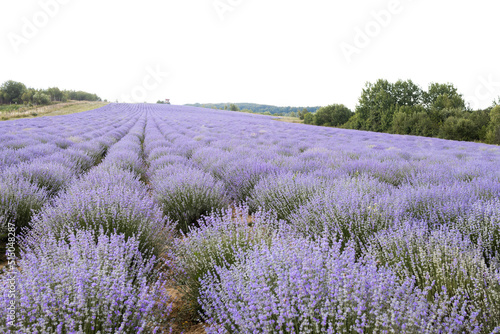 Blooming lavender field at sunset