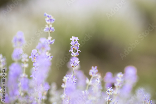 Beautiful lavender field at sunrise. Purple flower background. Blossom violet aromatic plants.