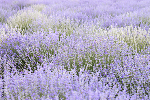 Colorful flowering lavender field in the dawn light.