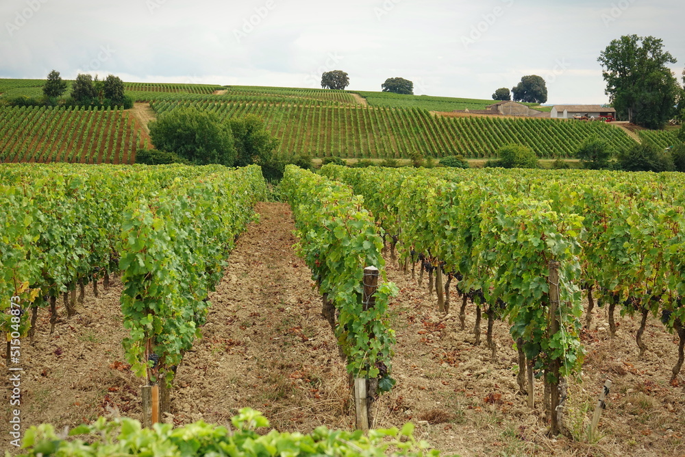 Vineyards of Saint Emilion, Bordeaux France.