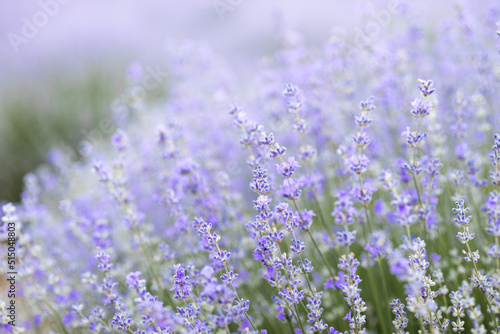 Purple abstract background  lavender field with