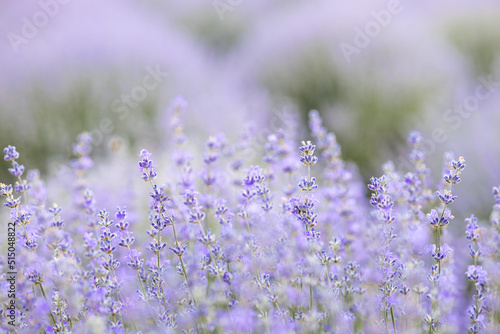 Purple abstract background, lavender field with