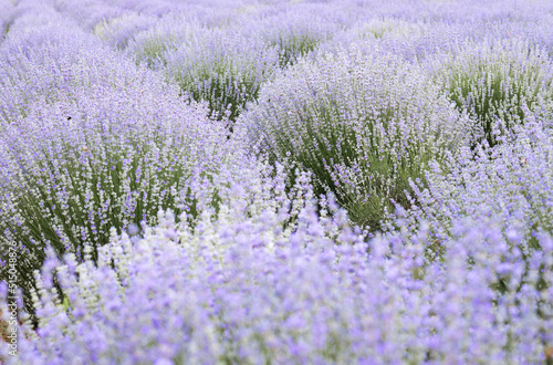 Purple abstract background  lavender field with