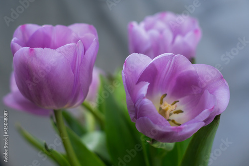 Close-up photo of tulips with lilac petals in partial defocus together with background