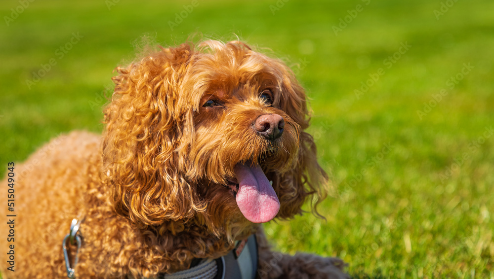 Cavapoo dog in the park on a summer sunny day, mixed, breed of Cavalier King Charles Spaniel and Poodle.