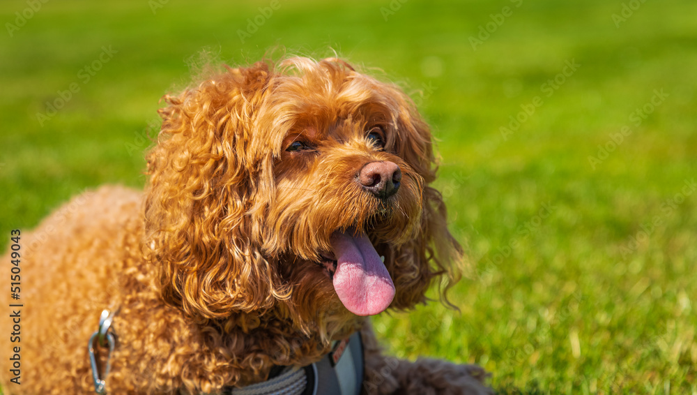 Cavapoo dog in the park on a summer sunny day, mixed, breed of Cavalier King Charles Spaniel and Poodle. Cavapoo dog in the park on a summer sunny day, mixed, breed of Cavalier King Charles Spaniel and Poodle.