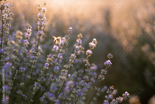 summer background of wild grass and lavender flowers