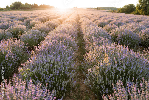 summer background of wild grass and lavender flowers