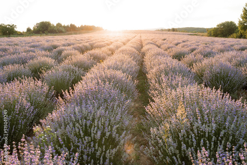 Sunset sky over a summer lavender field
