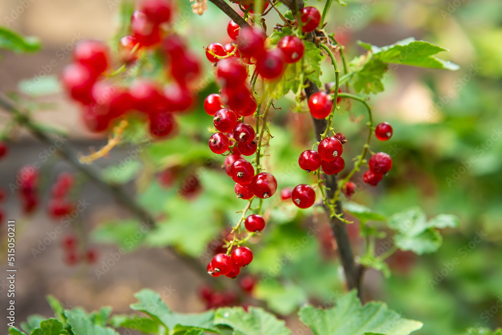 Macro photo of red currant berries growing on branches with green leaves in the rays of the sun