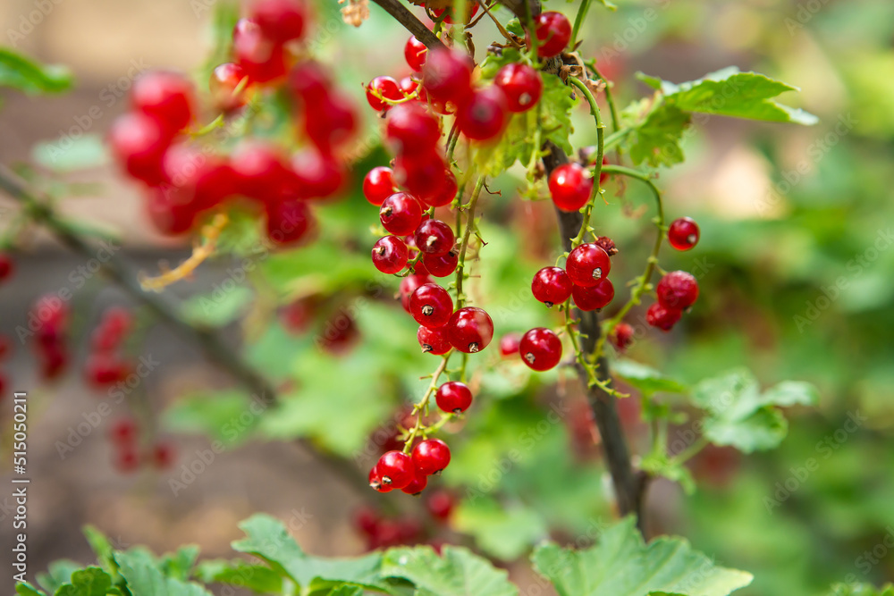 Macro photo of red currant berries growing on branches with green leaves in the rays of the sun Macro photo of red currant berries growing on branches with green leaves in the rays of the sun