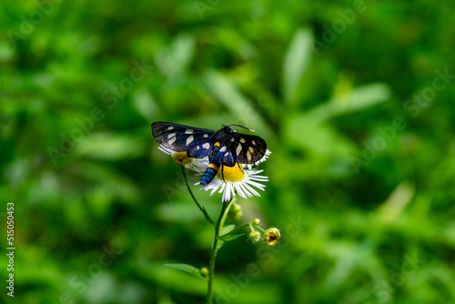 Moth Amata phegea, on a flower on a summer morning. Blurred background. Nature, insects.