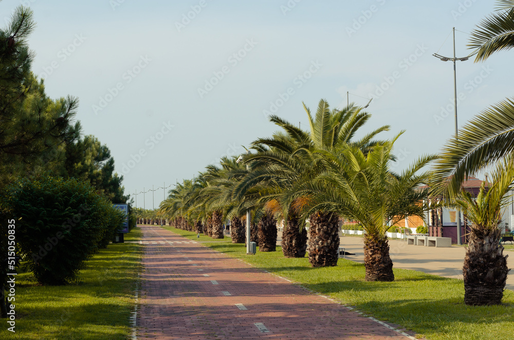 Bicycle path along green palm trees in Batumi, Adjara