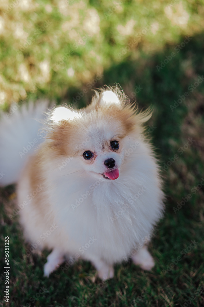 adorable pomeranian purebred dog