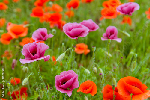 Beautiful wild purple and red poppies. Background. Nature.