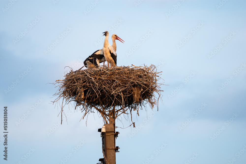 Fototapeta premium Family of storks in the nest