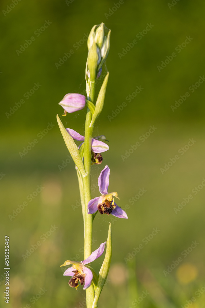 Close up of a bee orchid (ophrys apifera) in bloom Close up of a bee orchid (ophrys apifera) in bloom