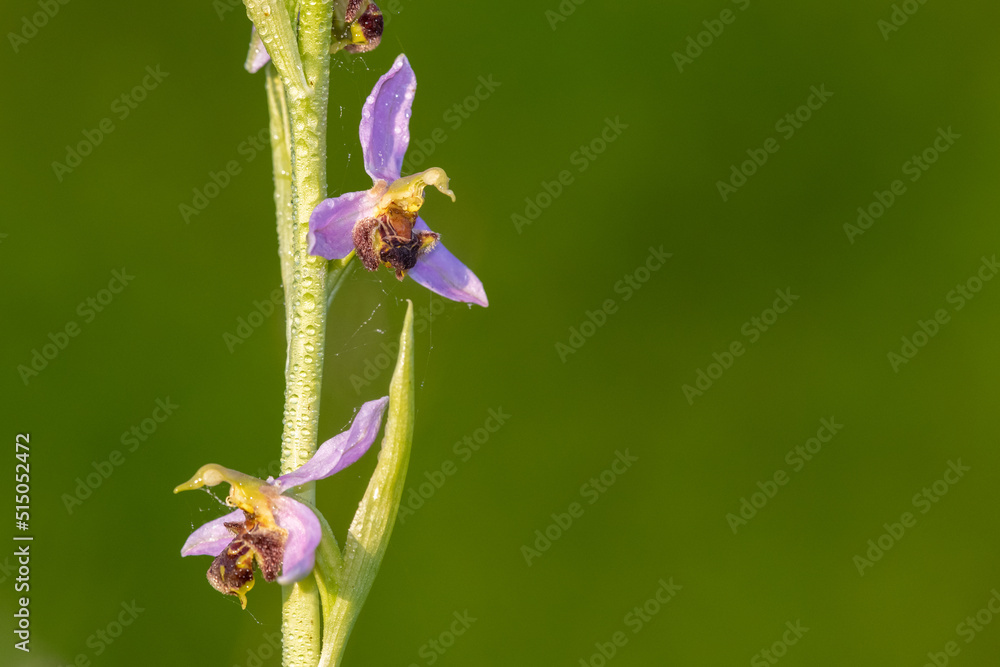 Close up of a bee orchid (ophrys apifera) in bloom Close up of a bee orchid (ophrys apifera) in bloom