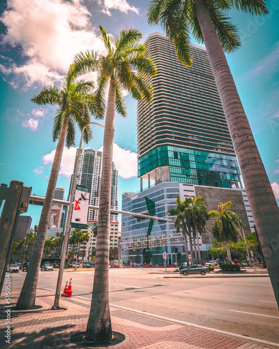 Palm trees in Miami city. © Toms