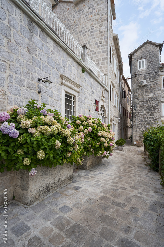 Old European city and flowers of hydrangea