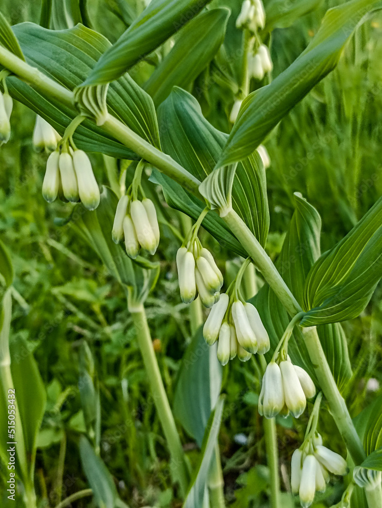 It is polygonatum odoratum flower with white flowers. It is polygonatum odoratum flower with white flowers.