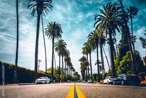 Palm trees on road. Beverly Hills, California. photo