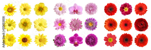 Set with different beautiful flowers on white background. Banner design