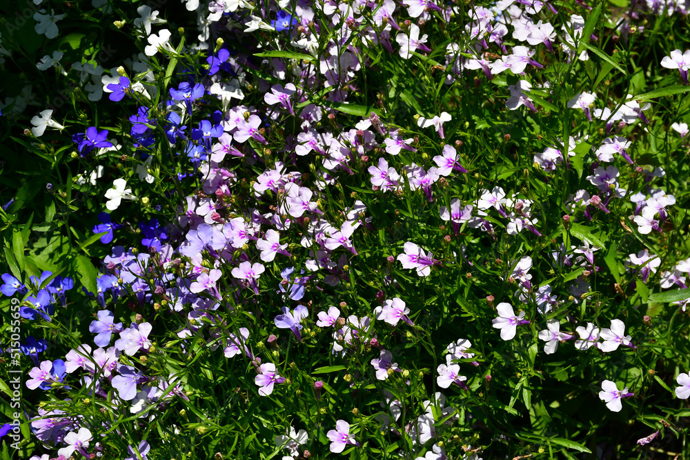 Floral background of multicolored flowering lobelia (Latin Lobelia) in the garden on a sunny summer day. Uneven lighting. Small flowers among the greenery