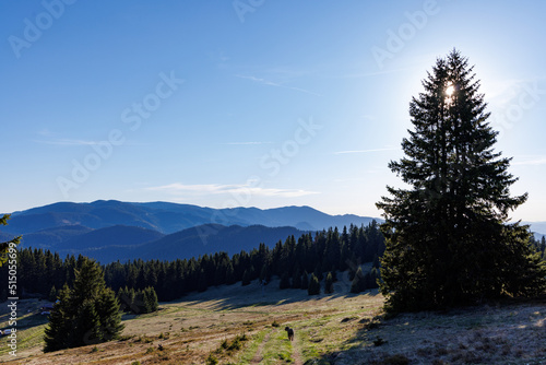 Forest with fir trees and mountain vegetation on slope of hill in Rhodope Mountains against background of cloudy sky