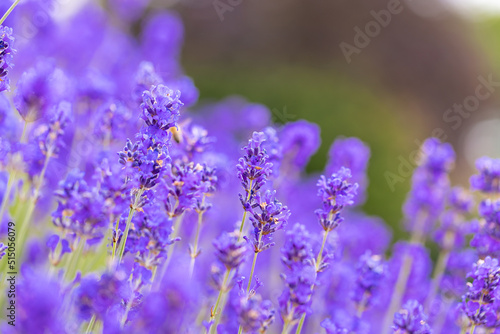 Lavender bushes closeup. Purple lavender field  beautiful blooming  English lavander.