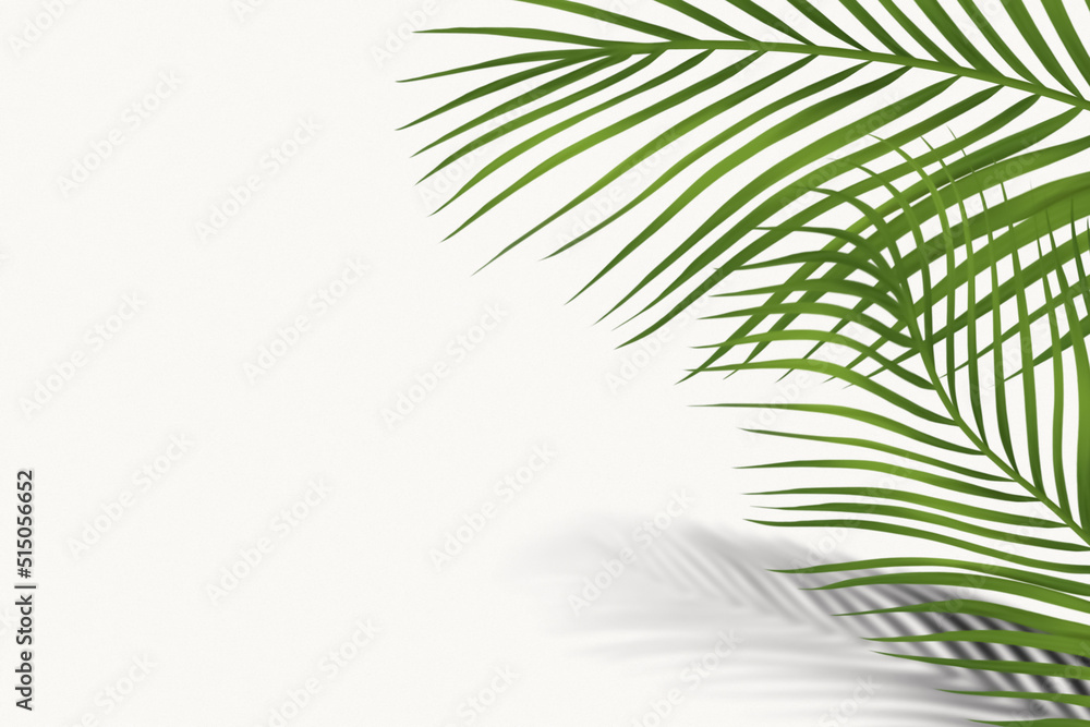 Nice background with palm plants on white background