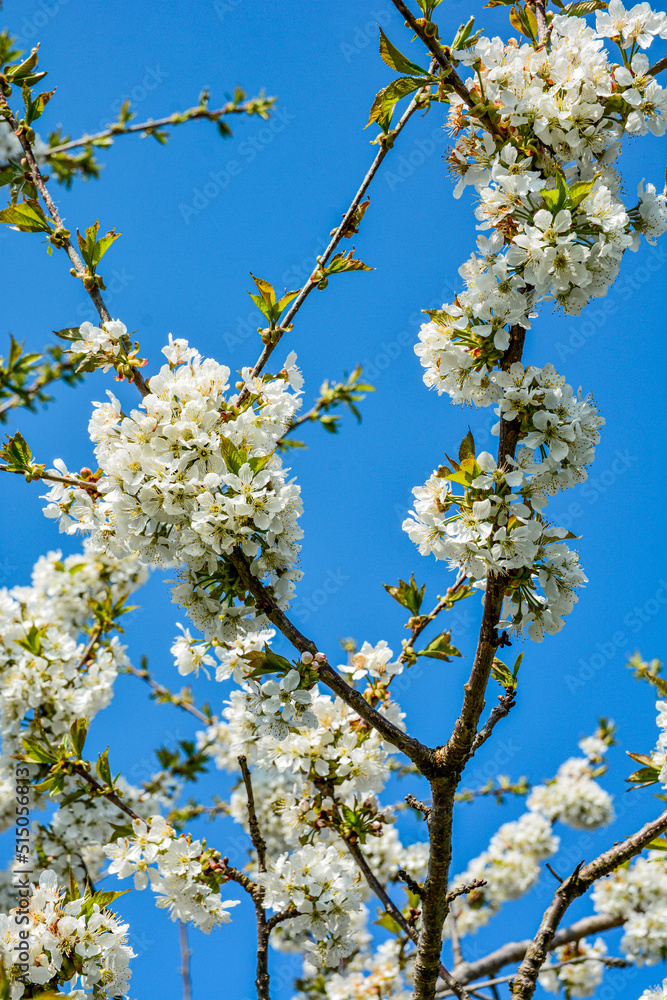 Closeup shot of tree branches with beautiful cherry blossoms Closeup shot of tree branches with beautiful cherry blossoms