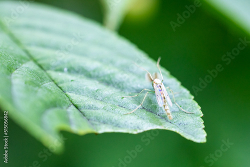 A mosquito sits on a green leaf