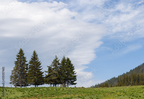 Meadow covered with vegetation on hillside against backdrop of fir trees and cloudy sky