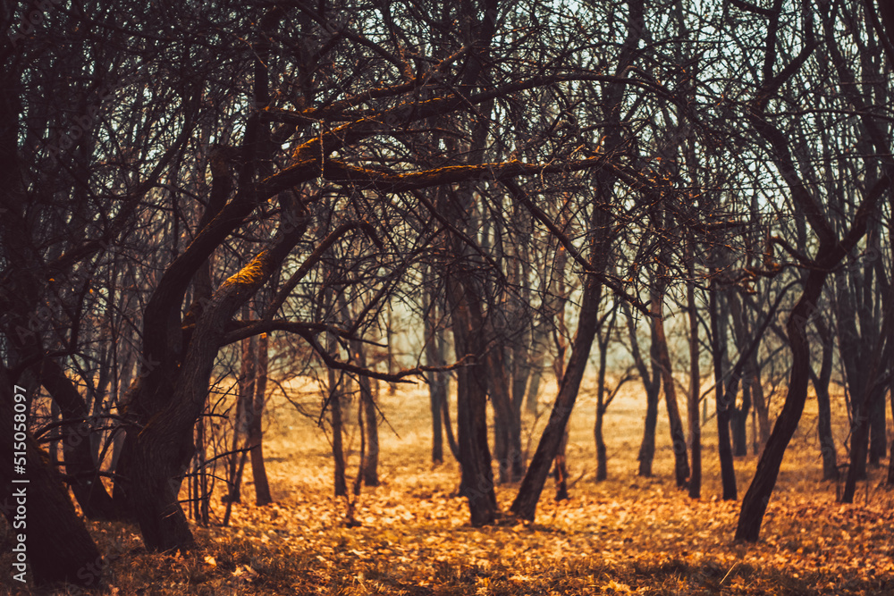 Mystical forest in a fog. Strangers park. Mysterious fairy forest. Dark fantasy wallpaper. Stranger trees in the mist. Scary atmosphere. Paranormal another world. Dark scary park with leaves.