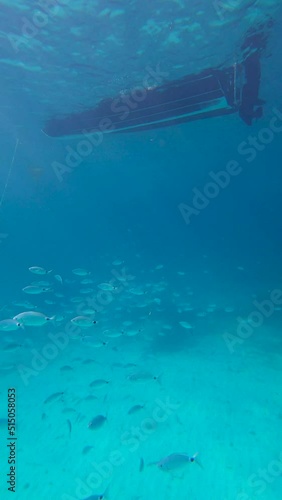 School of saddled bream (Oblada melanura), also called the saddle bream or oblade below a small boat in slow motion. Vertical video photo