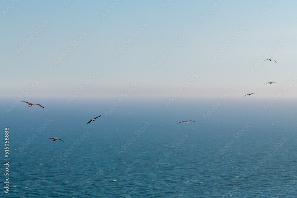Looking out over the ocean on a sunny summers day, with gulls gliding in the sky