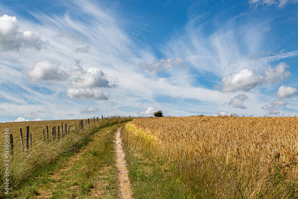 Fototapeta premium A Pathway alongside fields of cereal crops in Sussex, on a sunny summers day