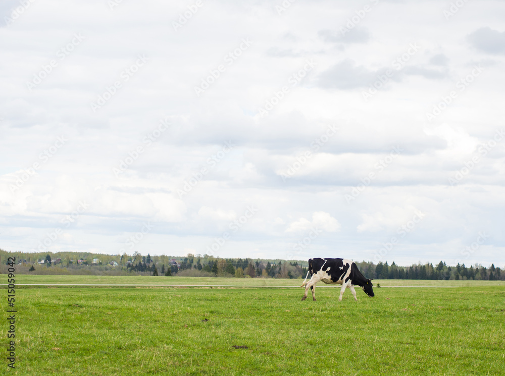 cows walk on a green field, the concept of farming and animal husbandry cows walk on a green field, the concept of farming and animal husbandry