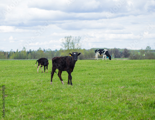 cows walk on a green field, the concept of farming and animal husbandry © Максим