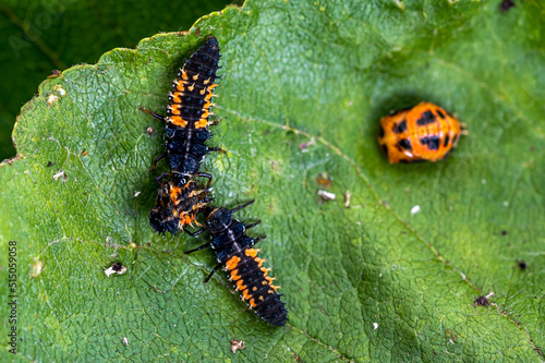 Larva of a Harlequin ladybird beetle, Harmonia axyridis, eating a larva about to change to pupa stage of the same species © Anders93